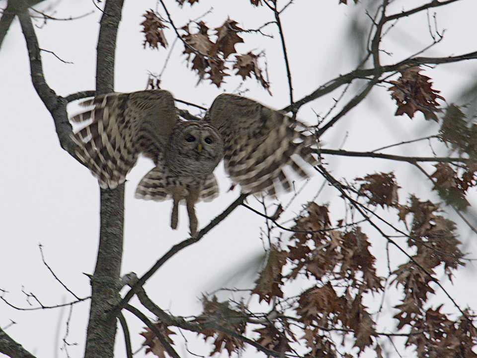 A mild day in January didn't bother this Barred Owl.