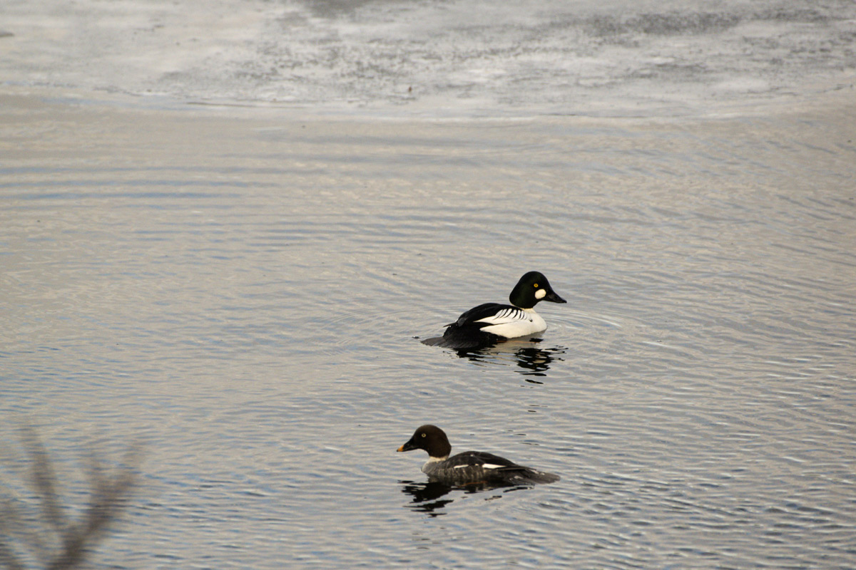A pair of returning Goldeneyes were happy to find open water early in April