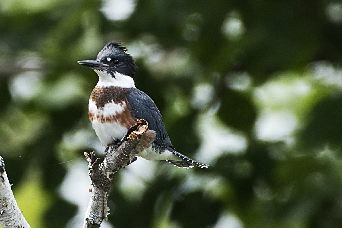 Finally, one of those belted kingfishers posed for a decent portrait.