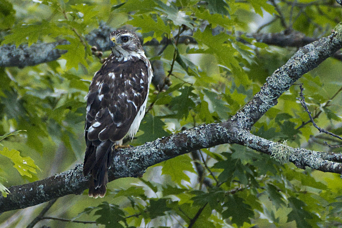 A small RoughLegged (?) Hawk perched on a branch beside my canoe. He was intently watching a pair of loons with their chicks out in the lake. He left when he noticed me.