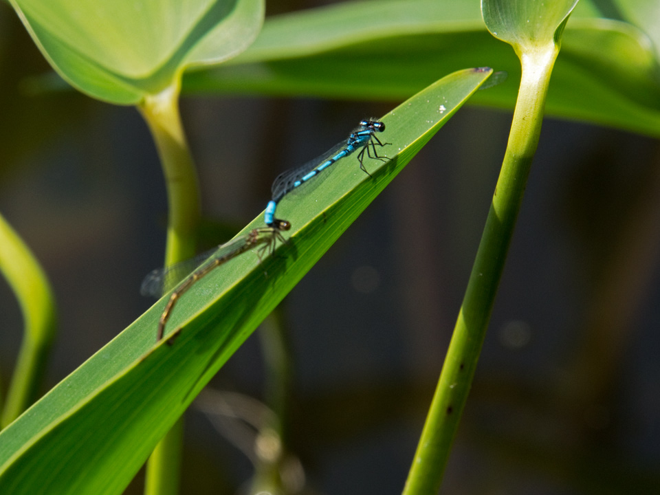 Damsel flies in a private moment.