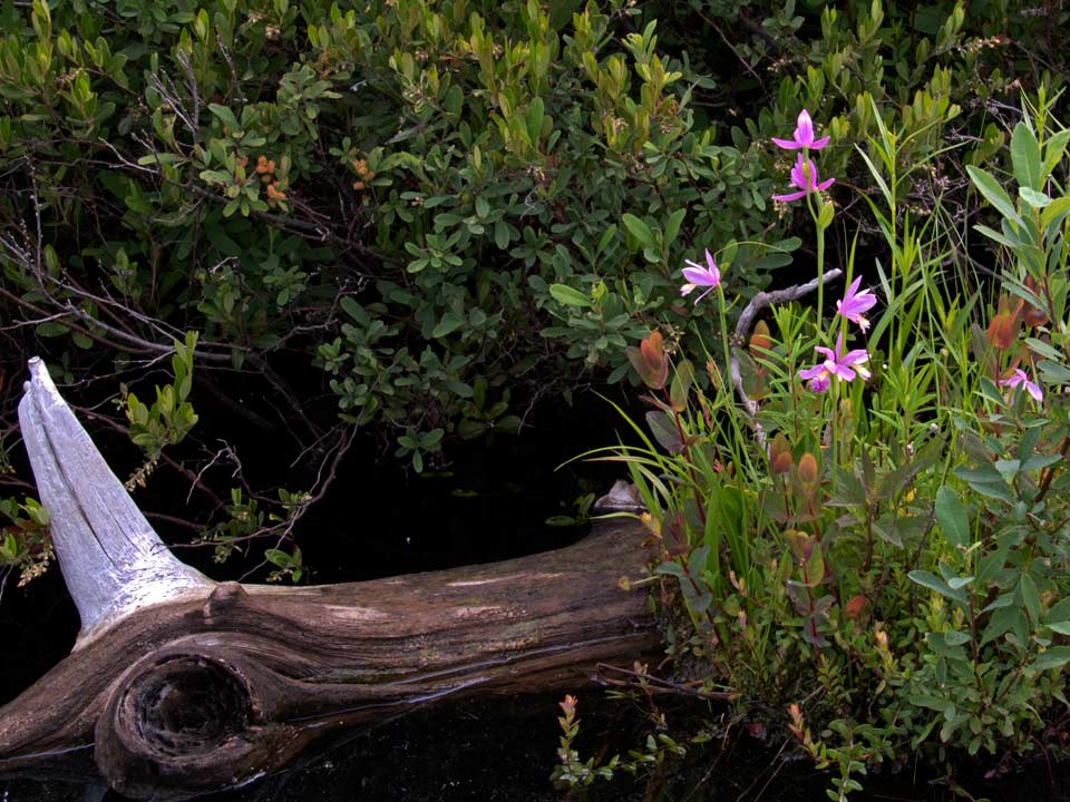 Rose Pogonias ( Pogonia ophioglossoides) grow on the edge of the banks and on floating logs.