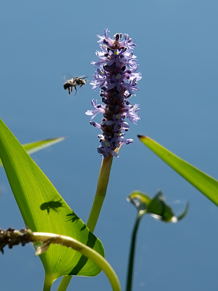 Mid-summer  sees Pickerel Weed blossoms. They are favourites with lakeshore bees.
