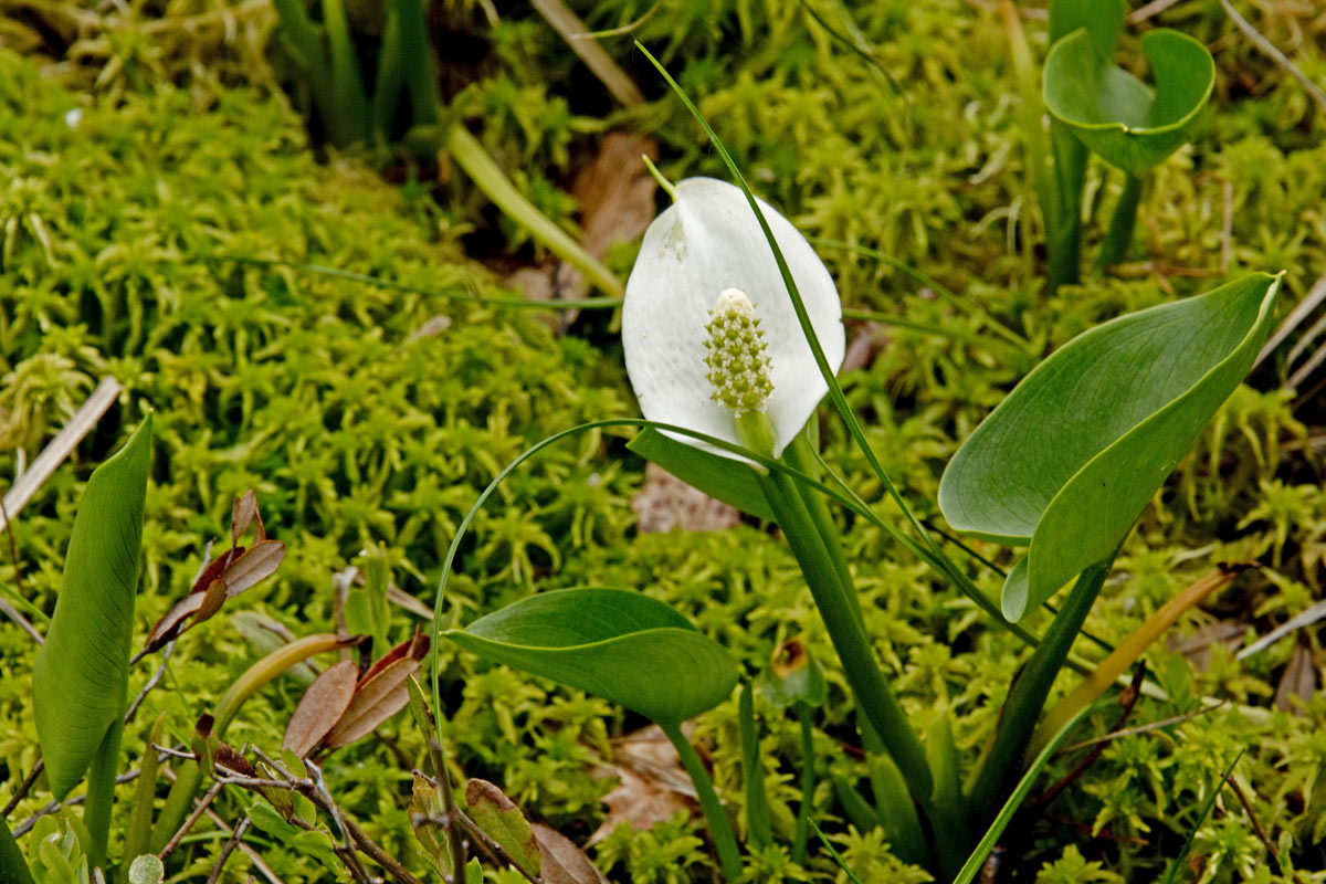 One of the earliest blooms is Calla palustris (Wild Calla).