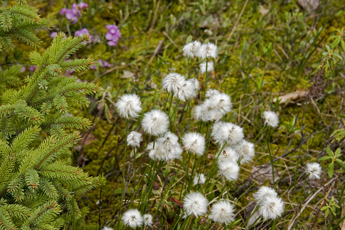 Cotton grass (Eriophorum vaginatum or relatives) blooms  in the spring andblooms last all summer.