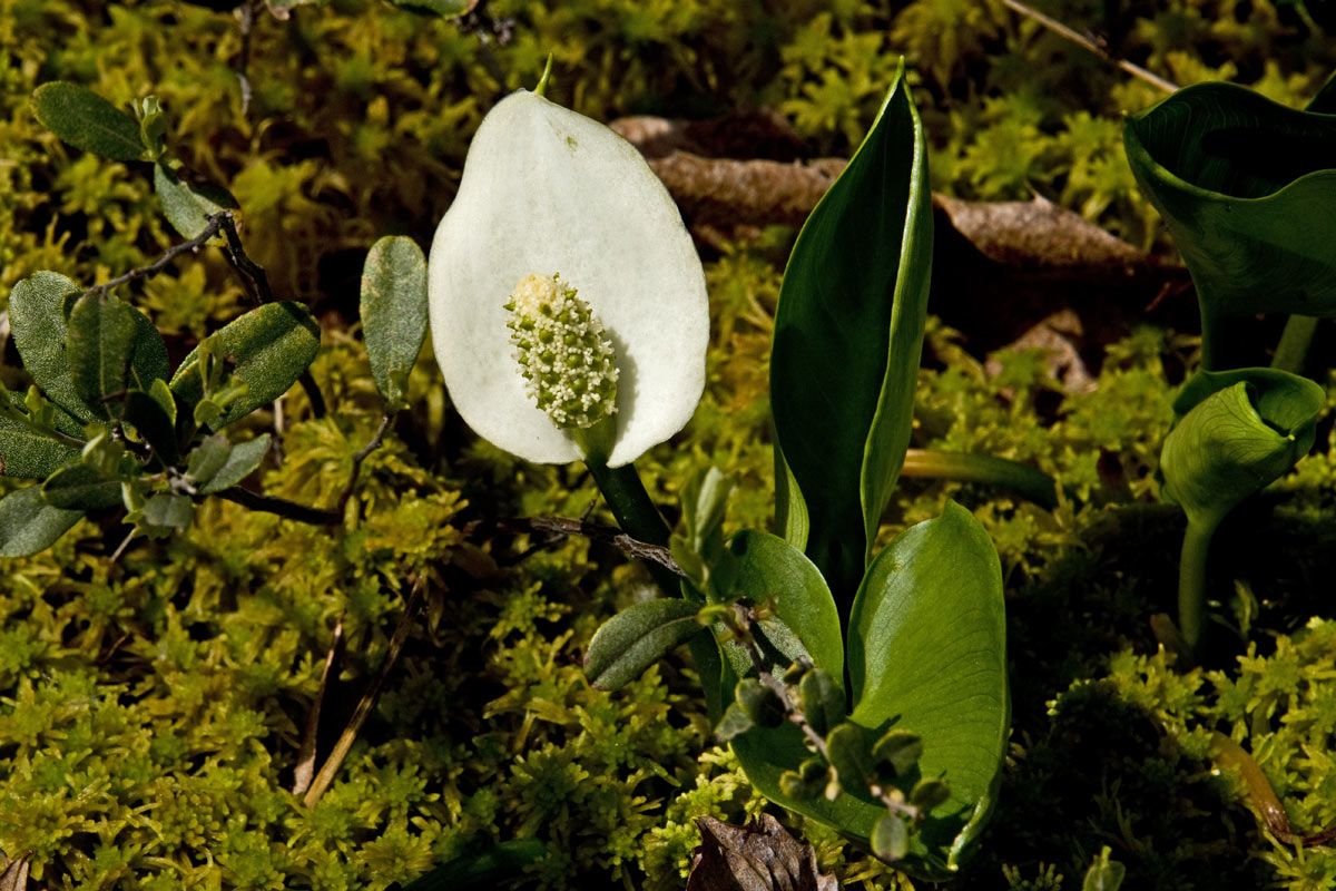 I have only found "bog arum"  in one large patch in the Labrador Lake marsh.
