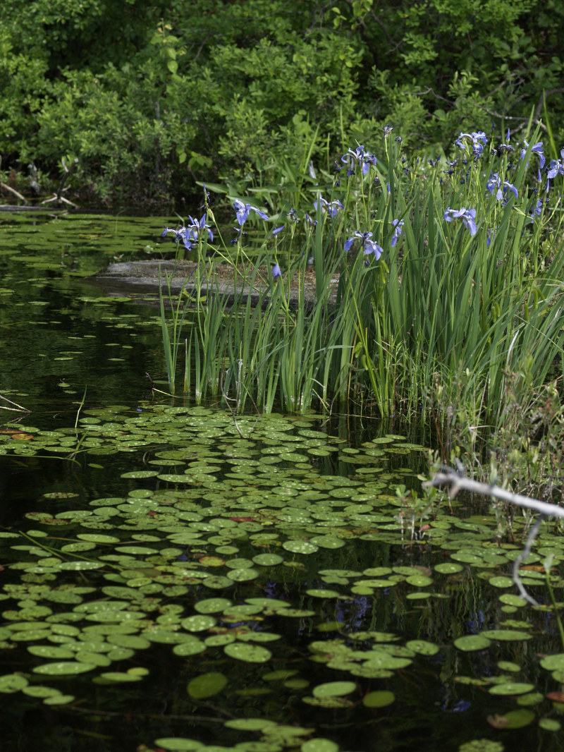 Mid-summer brings wild irises into bloom