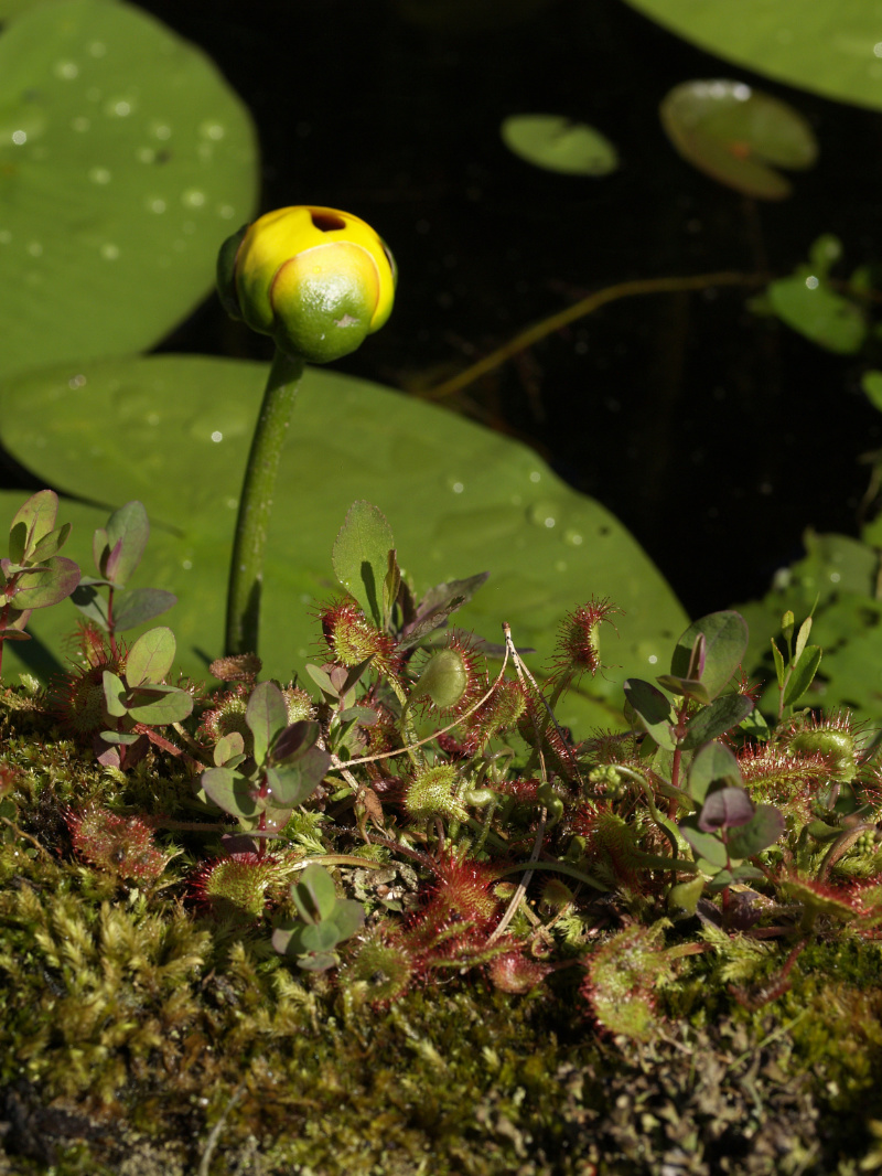 Sundews grow close to the water where Yellow water lilies float their leaves.