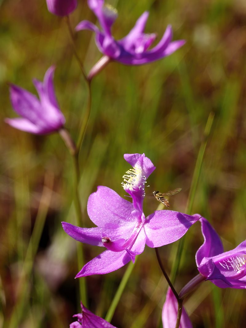On the floor of the marsh, Calopogon tuberosus or Grass Pink orchids have longer lasting blooms.