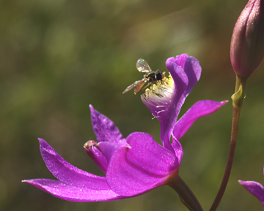 Here a Syrphid Fly pollenates the "upside down" flower.