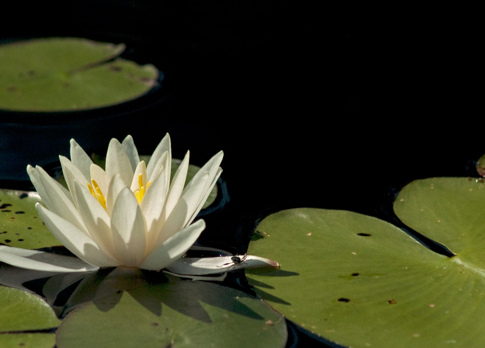 Labrador Lake has a healthy population of white water lilies too, (Nymphaea odorata)