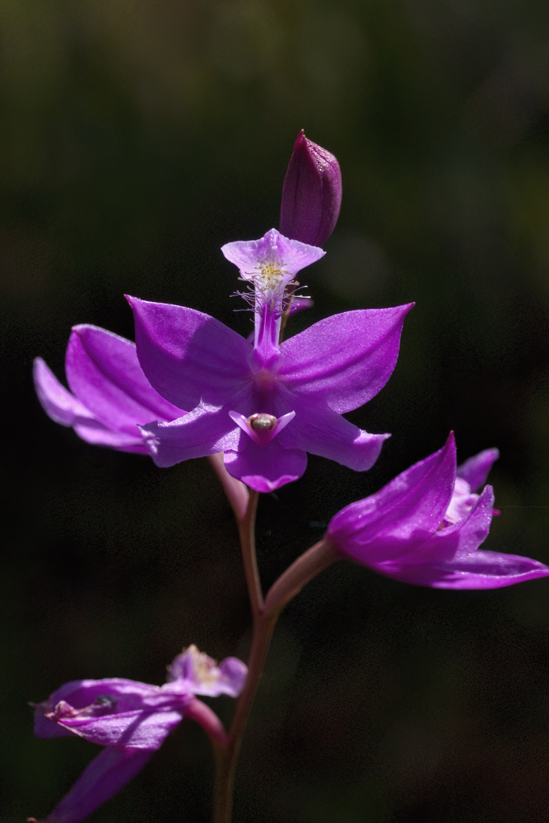 Most orchids rotate the blossom so the once-lower lip forms a hood. The Grass Pink does not.