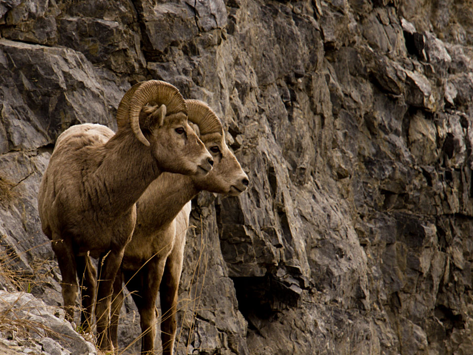 Rocky Mountain Sheep