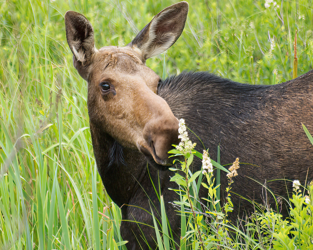 moose />
			</div>
			<div class=