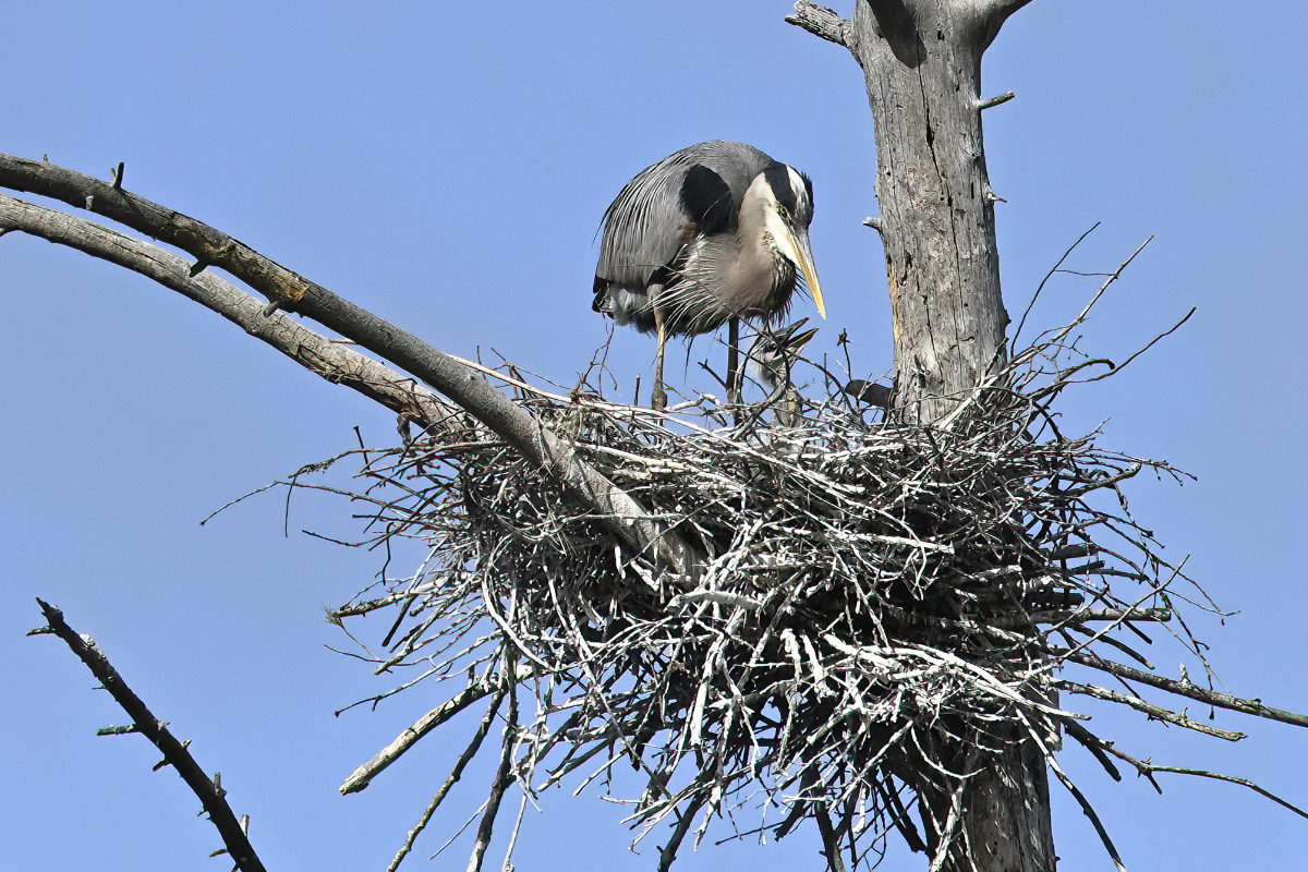 Blue Heron Nursery