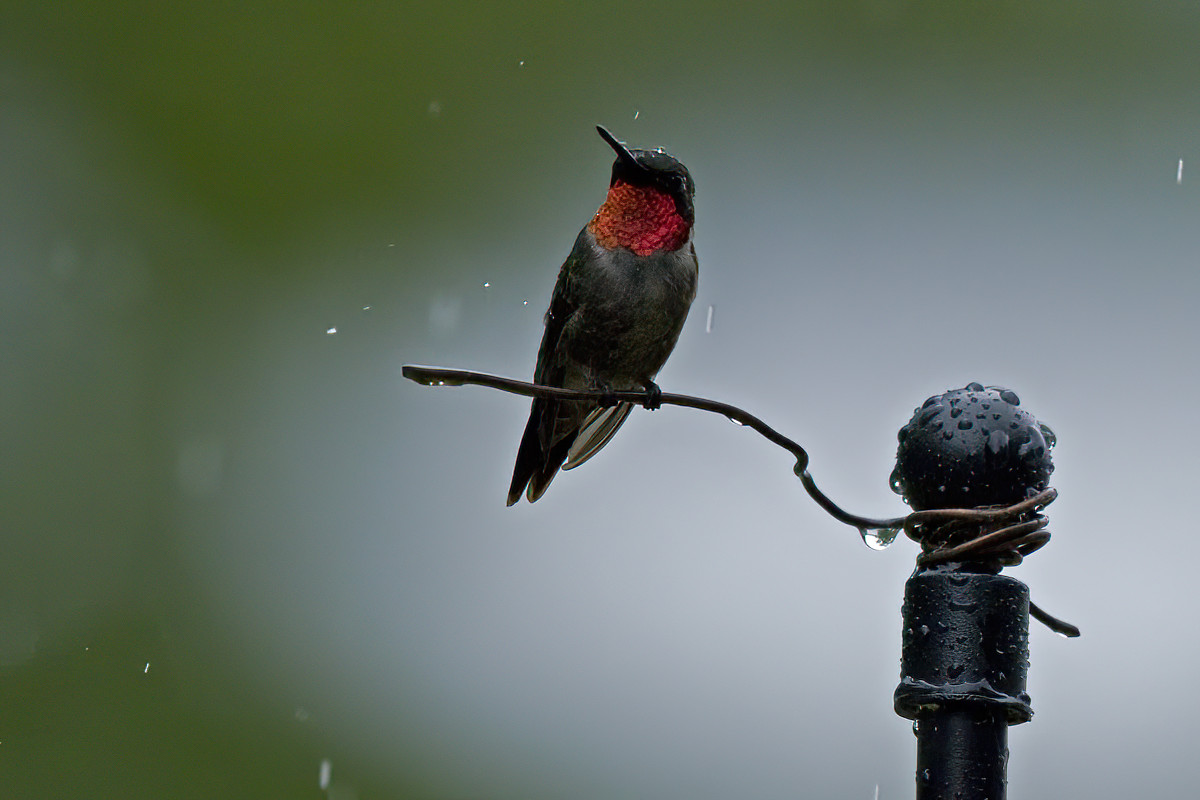 Hummingbirds do not enjoy rainy days.