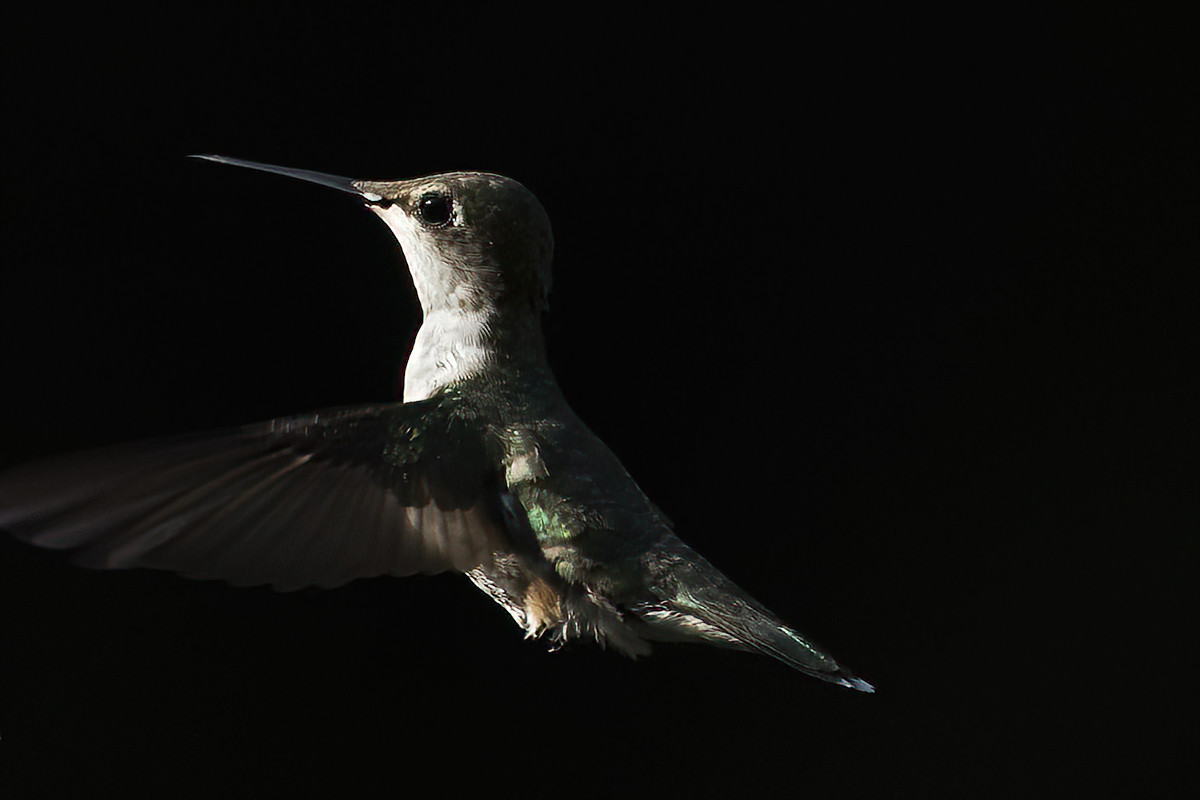 A female decided to be a cooperative model on an August afternoon.